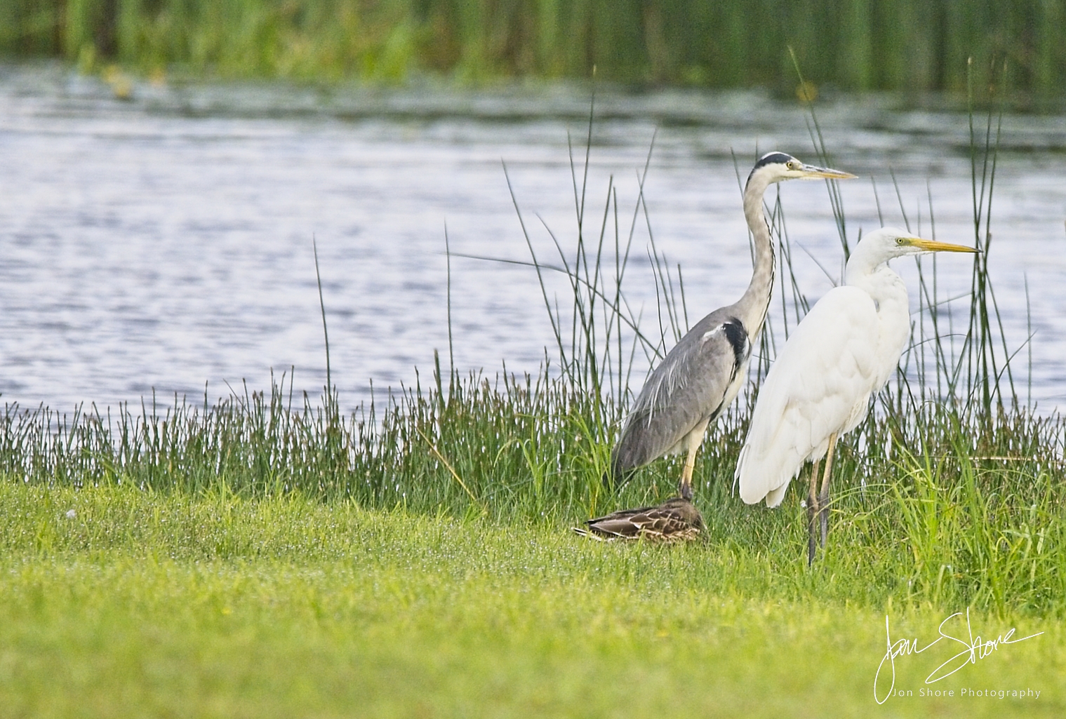 Great white egret and grey heron, Latvia